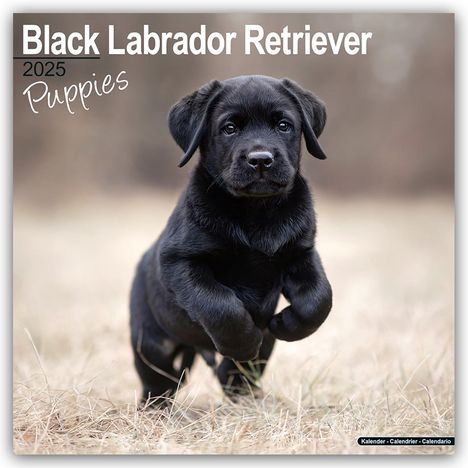 Avonside Publishing Ltd: Black Labrador Retriever Puppies - Schwarze Labradorwelpen 2025 - 16-Monatskalender, Kalender