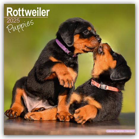 Avonside Publishing Ltd: Rottweiler Puppies - Rottweiler Welpen 2025 - 16-Monatskalender, Kalender