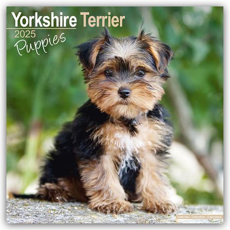 Avonside Publishing Ltd.: Yorkshire Terrier Puppies - Yorkshire Terrier Welpen 2025 16-Monatskalender, Kalender