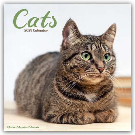 Avonside Publishing: Cats - Katzen 2025 - 16-Monatskalender, Kalender