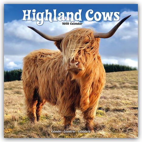 Avonside Publishing Ltd: Higland Cows - Hochland Rinder 2025 - 16-Monatskalender, Kalender