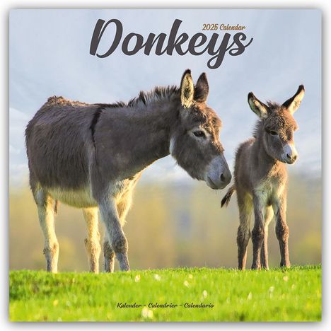 Avonside Publishing Ltd: Donkeys - Esel 2025 - 16-Monatskalender, Kalender