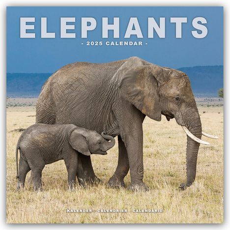 Avonside Publishing Ltd: Elephants - Elefanten 2025 - 16-Monatskalender, Kalender