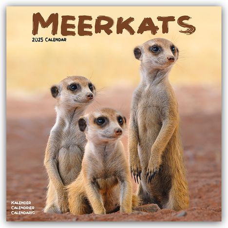 Avonside Publishing Ltd: Meerkats - Erdmännchen 2025 - 16-Monatskalender, Kalender