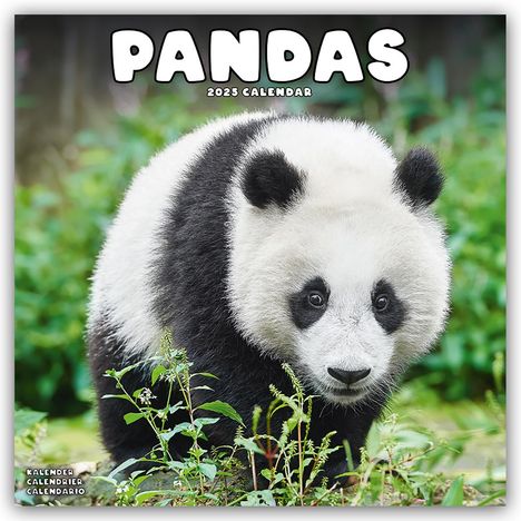 Avonside Publishing Ltd: Pandas - Pandabären 2025 - 16-Monatskalender, Kalender
