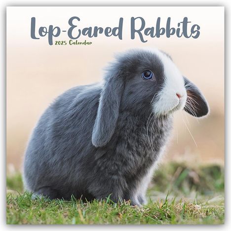 Avonside Publishing Ltd: Lop-eared Rabbits - Widderkaninchen 2025 - 16-Monatskalender, Kalender