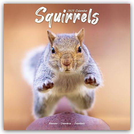 Avonside Publishing Ltd: Squirrels - Eichhörnchen - Grauhörnchen 2025 - 16-Monatskalender, Kalender