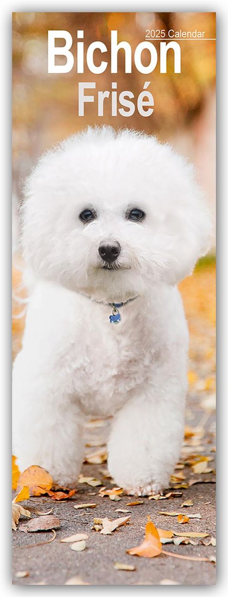 Avonside Publishing Ltd: Bichon Frisé 2025, Kalender