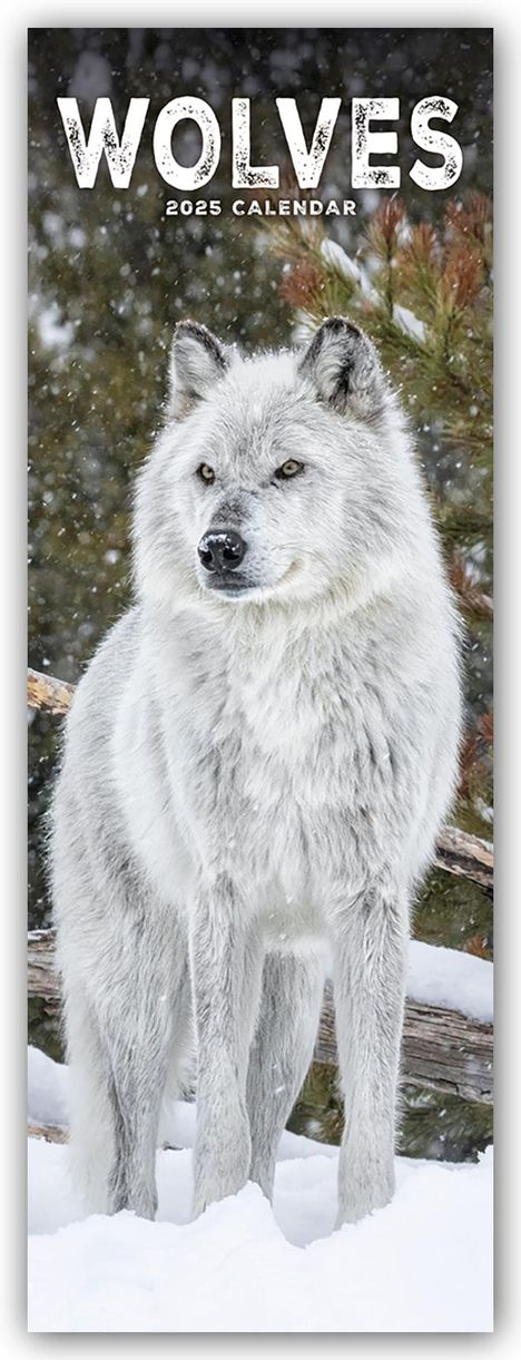 Avonside Publishing Ltd: Wolves - Wölfe 2025, Kalender