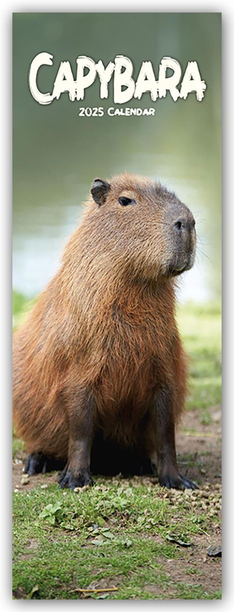 Capybara - Wasserschwein 2025, Kalender