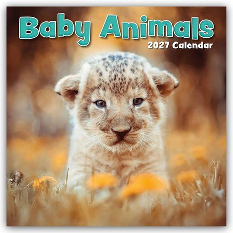 Text: "Baby Animals 2027 Calendar". Ein Löwenjunges liegt im braunen Gras mit orangen Blumen, unscharfer Hintergrund.