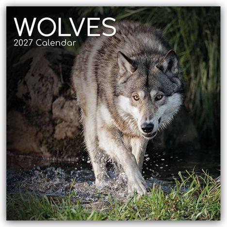 "WOLVES, 2027 Calendar." Ein Wolf schreitet durch flaches Wasser, umgeben von Gras und Felsen.