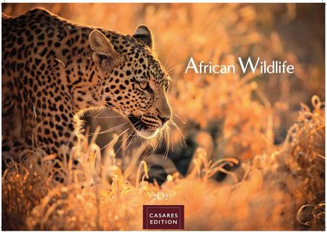 "African Wildlife", 2027, Casares Edition. Ein Leopard schleicht durch trockenes Gras bei Sonnenuntergang.
