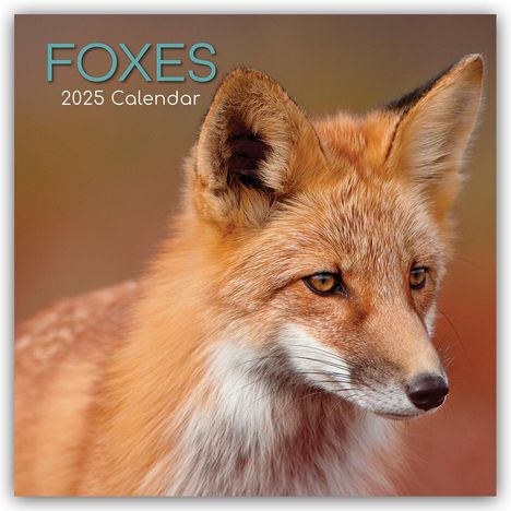 Foxes - Füchse 2025 - 16-Monatskalender, Kalender