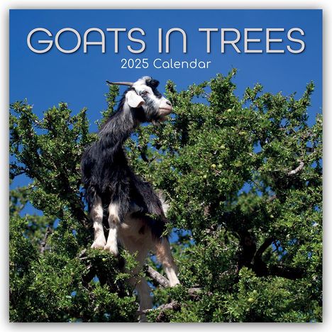 Gifted Stationery Co. Ltd: Goats in Trees - Ziegen auf Bäumen 2025 - 16-Monatskalender, Kalender