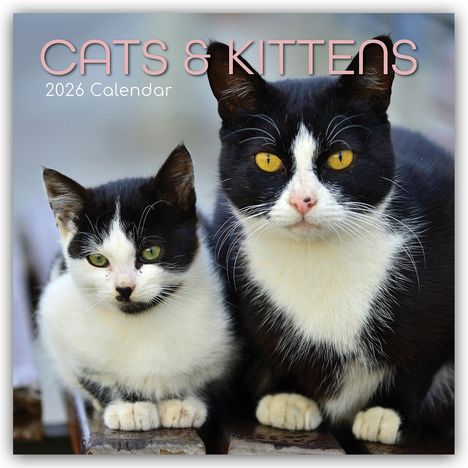 Gifted Stationery Co. Ltd: Cats and Kittens - Katzen und Kätzchen 2026 - 16-Monatskalender, Kalender