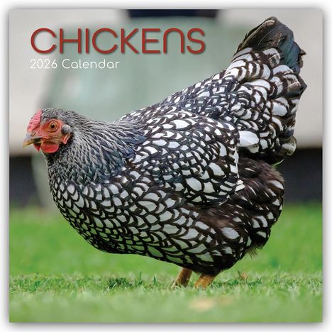 Gifted Stationery Co. Ltd: Chickens - Hühner 2026 - 16-Monatskalender, Kalender