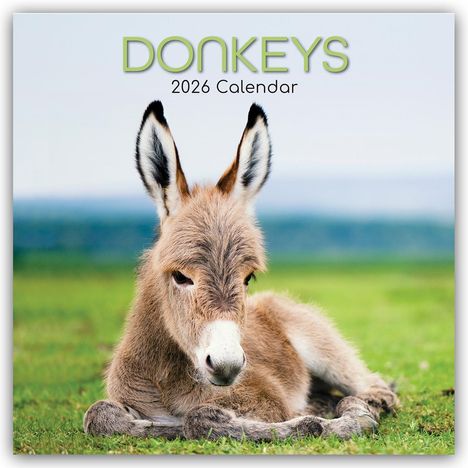 Gifted Stationery Co. Ltd: Donkeys - Esel 2026 - 16-Monatskalender, Kalender