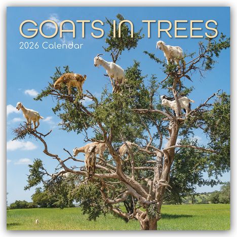 Gifted Stationery Co. Ltd: Goats in Trees - Ziegen auf Bäumen 2026 - 16-Monatskalender, Kalender