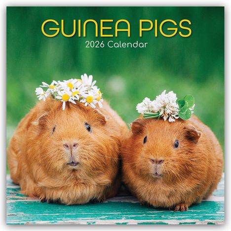 Gifted Stationery Co. Ltd: Guinea Pigs - Meerschweinchen 2026 - 16-Monatskalender, Kalender