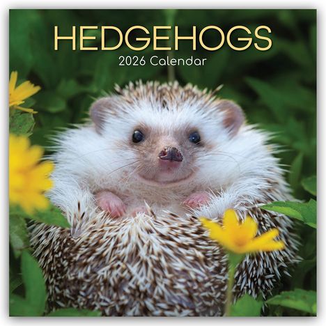 The Gifted: Hedgehogs - Igel 2026 - 16-Monatskalender, Kalender