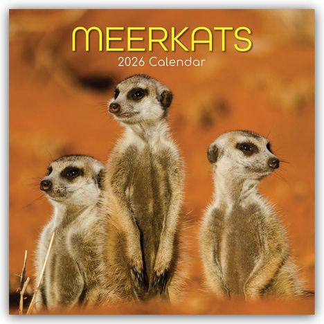 Gifted Stationery Co. Ltd: Meerkats - Erdmännchen 2026 - 16-Monatskalender, Kalender