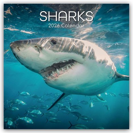 Gifted Stationery Co. Ltd: Sharks - Haie 2026 - 16-Monatskalender, Kalender