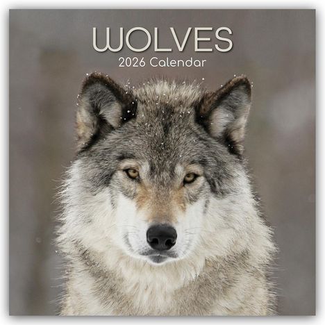 Gifted Stationery Co. Ltd: Wolves - Wölfe 2026 - 16-Monatskalender, Kalender