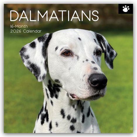 Gifted Stationery Co. Ltd: Dalmatians - Dalmatiner 2026 - 16-Monatskalender, Kalender
