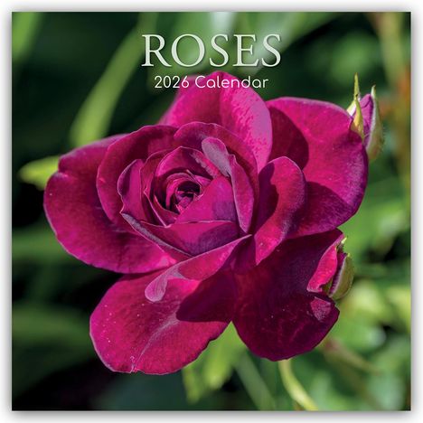 Gifted Stationery Co. Ltd: Roses - Rosen 2026 - 16-Monatskalender, Kalender