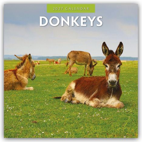 Text: "2027 Calendar DONKEYS". Eine Landschaft mit drei Eseln auf einer Wiese, umgeben von Hügeln und blauem Himmel.