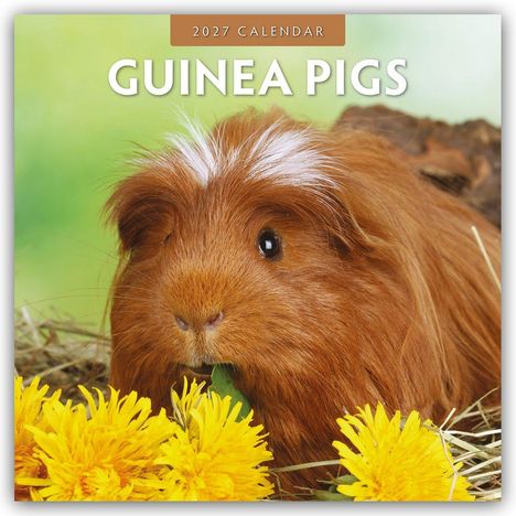"2027 Calendar", "Guinea Pigs". Zwei Meerschweinchen, eines schwarz-weiß, das andere braun-weiß, eng beieinander.