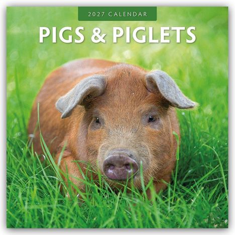 Text: "2027 Calendar – Pigs & Piglets". Ein Ferkel liegt im grünen Gras und schaut neugierig in die Kamera.
