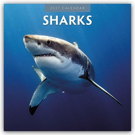 Text: "2027 Calendar Sharks". Ein Hai schwimmt in einem Meer voller Fische.