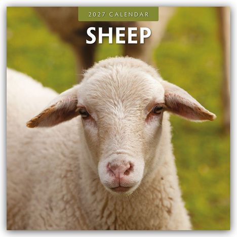 Text: "2027 Calendar SHEEP". Ein Schaf steht auf einer grünen Wiese, mit unscharfem Hintergrund.