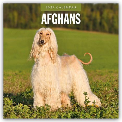Text: "2027 Calendar AFGHANS". Ein Afghanischer Windhund steht auf einer grünen Wiese vor einem Wald.