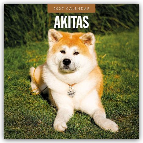 2027 Calendar, Akitas. Ein Akita-Hund liegt auf grünem Gras, trägt ein Herz-Halsband.