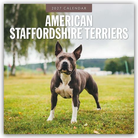 2027 Calendar: American Staffordshire Terriers. Ein kräftiger Hund steht auf einer Wiese mit unscharfem Hintergrund.