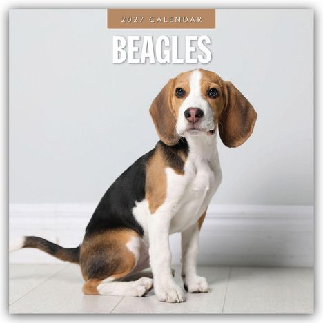 "2027 CALENDAR BEAGLES". Ein sitzender Beagle auf hellem Holzfußboden vor einer grauen Wand.