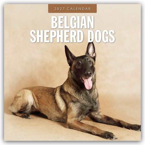 2027 Calendar: Belgian Shepherd Dogs. Ein belgischer Schäferhund liegt auf einem beigen Hintergrund mit herausgestreckter Zunge.