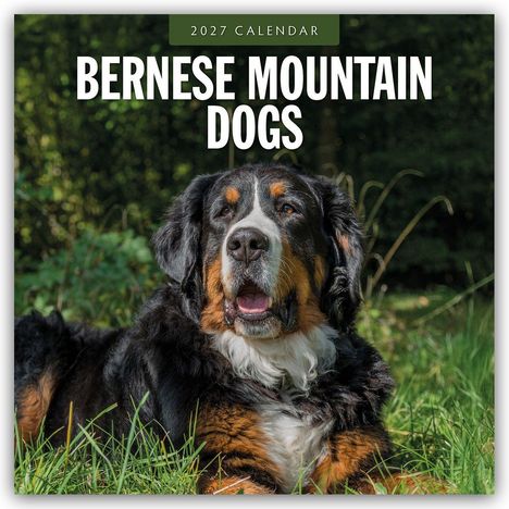 „2027 Calendar: Bernese Mountain Dogs.“ Ein Berner Sennenhund liegt im grünen Gras vor einem Waldhintergrund.