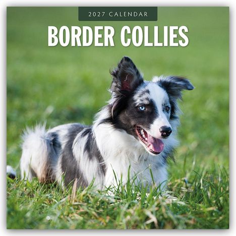 "2027 Calendar, Border Collies." Ein Border Collie liegt im grünen Gras, mit aufmerksamem Blick und leicht offenem Maul.