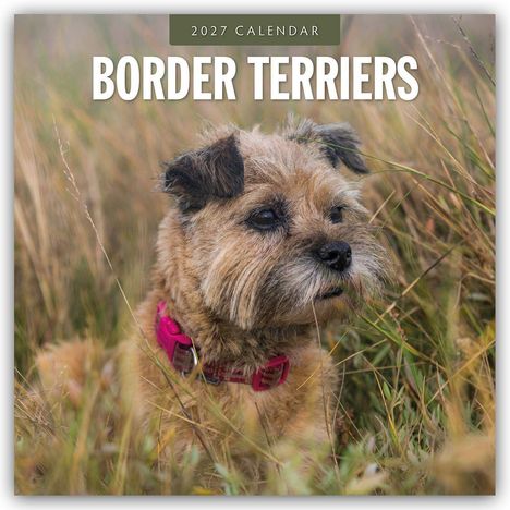 "2027 Calendar Border Terriers." Ein Border Terrier mit braunem Fell steht in hohem Gras und trägt ein pinkfarbenes Halsband.