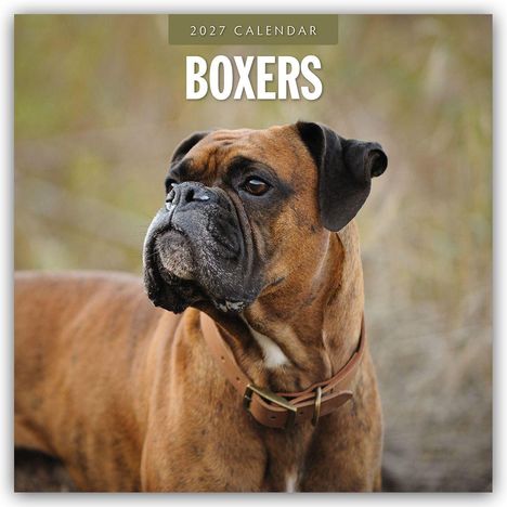 Text "2027 CALENDAR BOXERS." Ein Boxerhund mit braunem Fell und schwarzer Schnauze schaut zur Seite.