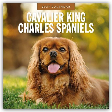 Text: "2027 Calendar Cavalier King Charles Spaniels." Ein fröhlicher Hund, liegend im Gras, zeigt seine Zunge.