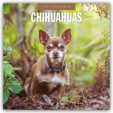 "2027 Calendar: Chihuahuas." Ein brauner Chihuahua steht in einem Wald mit grünem Hintergrund und trockenem Laub.