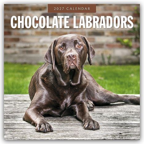 "2027 Calendar", "Chocolate Labradors". Ein Schokoladenfarbener Labrador liegt auf Holzplanken, Hintergrund mit grüner Wiese.