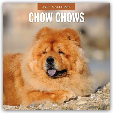 „2027 Calendar“ und „Chow Chows“. Ein flauschiger, rostroter Chow-Chow-Hund ruht auf steinigem Boden.