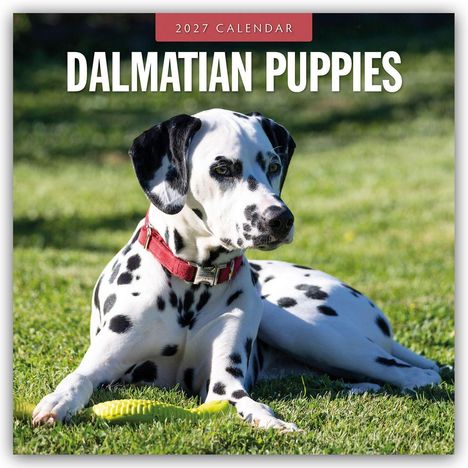 Text: "2027 CALENDAR" und "DALMATIAN PUPPIES". Ein Dalmatinerwelpe liegt auf dem Gras mit einem roten Halsband.