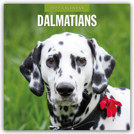 Oben: "2027 Calendar" und "Dalmatians". Dalmatiner mit rotem Band, auf grünem Hintergrund.
